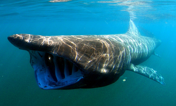 Cá nhám phơi nắng (basking shark) - một loài cá mập khổng lồ, cũng là loài cá có kích thước lớn thứ 2 thế giới khi con trưởng thành dài tới 12m và nặng hơn 5 tấn. Kích thước khổng lồ cùng vẻ ngoài đáng sợ khiến ai nhìn thấy chúng cũng muốn tránh thật xa.