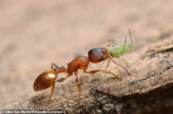 Loài sán dây có tên gọi là Anomotaenia brevis đã lựa chọn một chiến lược sống vô cùng đặc biệt. Chúng tiết ra những chất hóa học giúp  kiến Temnothorax trở nên trẻ khỏe và trường thọ.