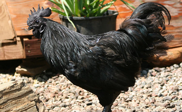  Giống gà Ayam Cemani có nguồn gốc từ Indonesia, ở Trung Quốc có tên là “gà kim loại”, ở Việt Nam, nó được gọi là gà “mặt quỷ” bởi có bộ mặt khá hung hăng.