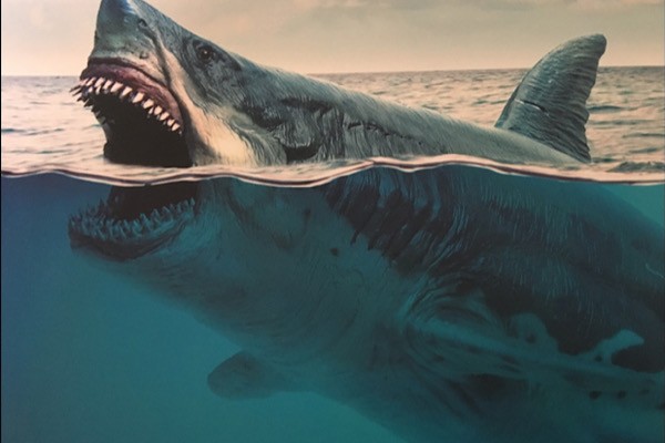 Xếp thứ nhất chính là siêu cá mập Megalodon (C. megalodon) là một trong những  quái vật săn mồi có xương sống lớn nhất trong lịch sử. Megalodon tung hoành trong biển cả từ khoảng 28 triệu cho đến khoảng 1,6 triệu năm trước, khi chúng bị xóa sổ trong cuộc tuyệt chủng Pleistocen.