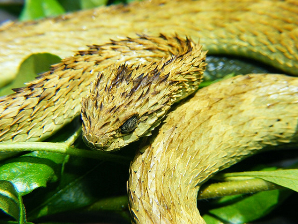 Rắn vảy gai (Atheris hispida) là một  loài rắn có nọc độc được tìm thấy ở Trung Phi. Chúng nổi bật với những chiếc vảy nhọn hoắt trên lưng xếp đè lên nhau như mái ngói, trông giống như hình tượng rồng trong truyền thuyết.