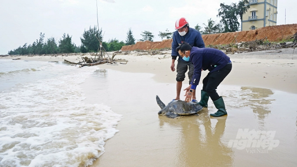 Trước đó, một ngư dân tên Hồ Văn Thành ở tại Khu phố 5, thị trấn Cửa Việt, huyện Gio Linh phát hiện cá thể đồi mồi dứa tại khu vực bãi biển thuộc xã Triệu An, huyện Triệu Phong, tỉnh Quảng Bình và lập tức báo cho lực lược chức năng.