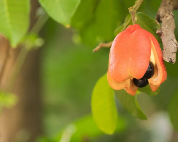  Ackee và cá muối là hai món ăn gắn liền với văn hóa của người Jamaica. Tuy nhiên, nhiều người thắc mắc làm thế nào món ăn gồm thứ trái cây độc hại của Tây Phi và loài cá đến từ Bắc Đại Tây Dương lại trở thành "quốc thực" ở Jamaica?