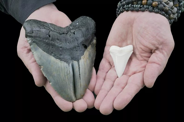  Cá mập Megalodon (C. Megalodon) được coi là loài cá mập lớn nhất từng sống trên Trái đất và là một trong những loài săn mồi có xương sống lớn nhất trong lịch sử tự nhiên.