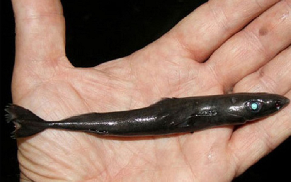  Cá mập đèn lồng Ninja (ninja lanternshark), một loài cá mập mới chỉ được tìm ra gần đây. Thực sự thì nó rất quái dị. Chúng ẩn náu rất sâu, và làn da màu đen là một lớp ngụy trang hoàn hảo – tuy nhiên nó lại phát sáng trong bóng tối.