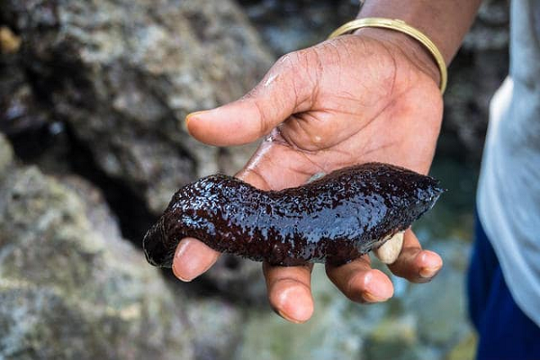 Hải sâm hay còn có tên gọi khác là đỉa biển hay sâm biển là một loài động vật biển chuyên ăn các loại xác chết của các loài động vật khác, vì lý do đó nên chúng còn thường được gọi là "Lao công của biển cả".