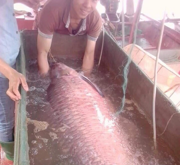 Anh Tăng Văn Năm bắt được con  cá trắm đen "khủng" nặng 71,5kg khi đi đánh lưới trên sông Chảy, đoạn gần hồ Thác Bà (xã Phan Thanh, Lục yên, Yên Bái).