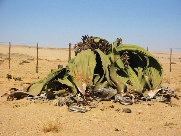 Welwitschia mirabilis, hay còn gọi là cây bách lan, được đặt tên theo một từ Latinh có nghĩa là “marvelous” – kỳ diệu, phi thường. Và thứ cây mọc lên ở sa mạc Namibia này quả đúng là phi thường như tên gọi của nó.