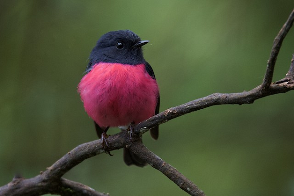 Chim Pink Robin có tên khoa học là Petroica Rodinogaster, loài " quái chim" này thu hút nhờ phần lông ở vùng bụng có màu hồng rực rỡ, được ví như sự phối hợp thời trang ăn ý.