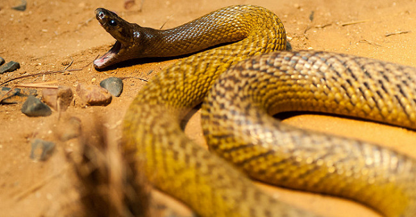 Rắn Inland taipan (rắn taipan nội địa) là một trong những loài  rắn độc nhất, thậm chí là độc nhất thế giới, căn cứ theo số chỉ định LD50, có nghĩa là chỉ cần một chút nọc độc của nó có thể giết chết con mồi (hoặc con người).