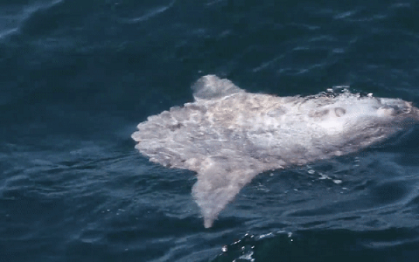 Công ty du lịch Cape Ann Whale Watch ở Gloucester, Massachusetts mới đây đã đăng tải một video lên mạng xã hội đoạn video về  sinh vật "hiếm lắm mới gặp" nổi trên vịnh Maine (Mỹ).