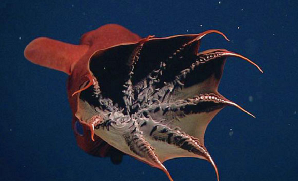 Với ngoại hình kỳ lạ, bất cứ ai cũng có thể bị loài mực quỷ (Vampire Squid) dọa đến mức "đứng hình". Tuy nhiên, trái ngược với vẻ ngoài như " quái vật", nó không gây hại cho con người.