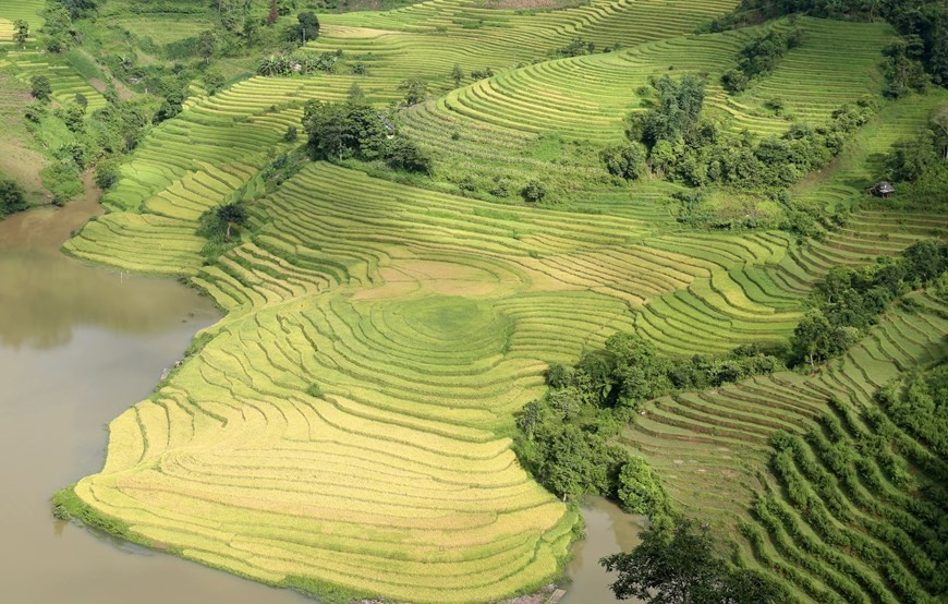 Vào mùa lúa chín, xã  Mường Hum hiện lên đầy quyến rũ với thung lũng ruộng bậc thang xếp thành tầng như những nấc thang cao vút bắc lên tận trời. (Ảnh: Quốc Khánh/TTXVN)