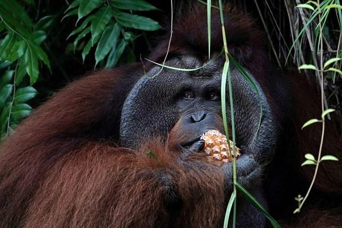 Đười ươi Bornean là loài bản địa của đảo Borneo, Indonesia, có khuôn mặt rộng, râu tóc ngắn, được đưa vào danh sách cực kỳ nguy cấp.