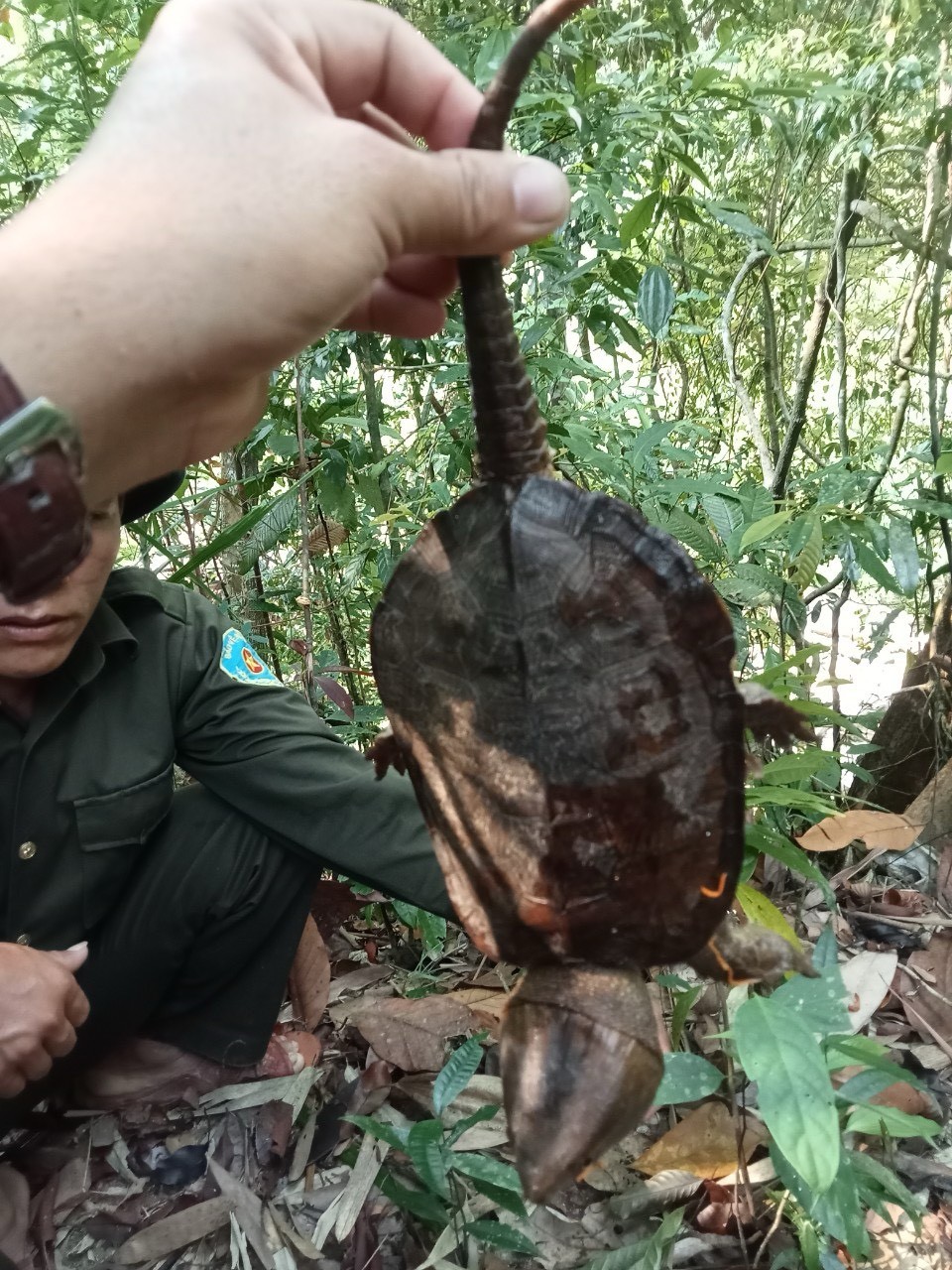 Ông Châu Minh Ninh – Giám đốc Ban quản lý rừng phòng hộ huyện Bắc Trà My cho biết, sáng 10/4, lực lượng chức năng trong lúc tuần tra rừng tại địa bàn xã Trà Giang thì phát hiện có một cá thể rùa bị mắc dây rừng.