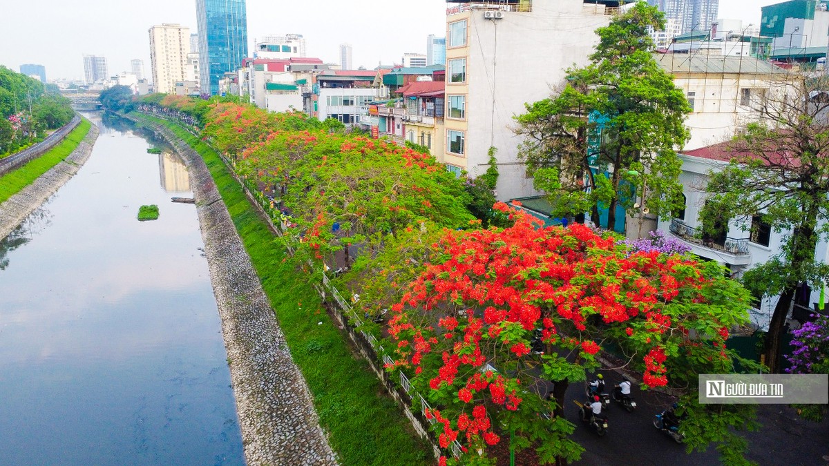 Ghi nhận của Người Đưa Tin những ngày này, hoa phượng đang khoe sắc đỏ rực trên nhiều tuyến phố Hà Nội, xen kẽ cùng sắc tím bằng lăng tạo thêm sắc màu rực rỡ cho Thủ đô những ngày đầu hè.