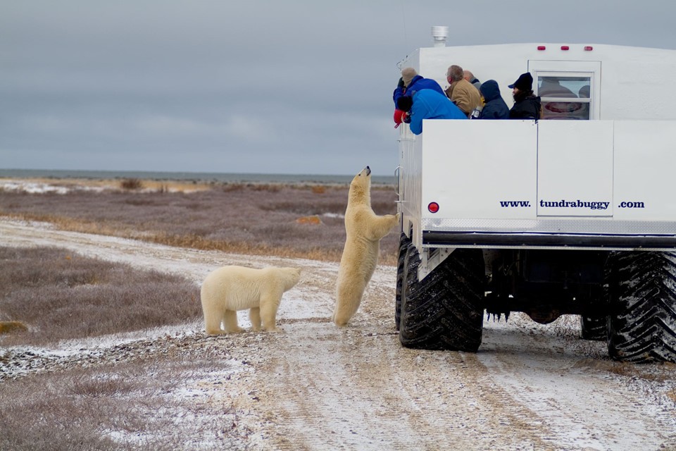 Một con  gấu Bắc Cực nhìn lên chiếc xe chở khách du lịch ở Churchill, Manitoba. Cư dân Churchill, Canada chia sẻ đường phố của họ với loài thú ăn thịt trên đất liền lớn nhất thế giới. Người dân ở đây thường xuyên bắt gặp các con gấu Bắc Cực luẩn quẩn bên ngoài nhà của họ hoặc lang thang trên đường phố vào ban đêm. Ảnh: Alamy.