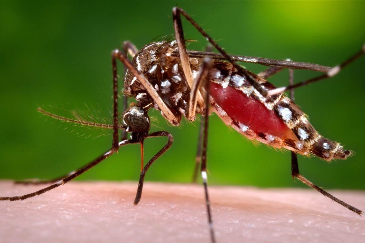  Virus Zika ăn não người được lây truyền chủ yếu thông qua vật trung gian là muỗi Aedes aegypti.