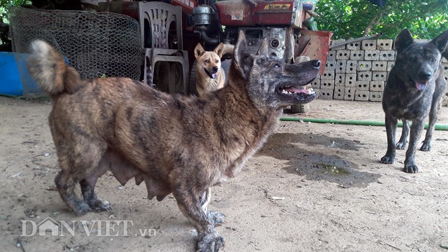 Đó là câu chuyện kì lạ về  chú chó Vện của gia đình anh Đỗ Quang Minh ở thôn Kim Bắc 4, xã Tú Sơn, huyện Kim Bôi, tỉnh Hòa Bình.