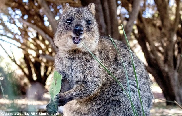 Quokka (Australia): Từng phổ biến ở miền Tây Australia, giờ đây Quokka là loài đang nằm trong sách đỏ. Tuy nhiên, loài  động vật quý hiếm này vẫn xuất hiện khá nhiều ở đảo Rottnest ngoài khơi Pert. Quokka thu hút khách du lịch nhờ vẻ ngoài như trong phim hoạt hình.