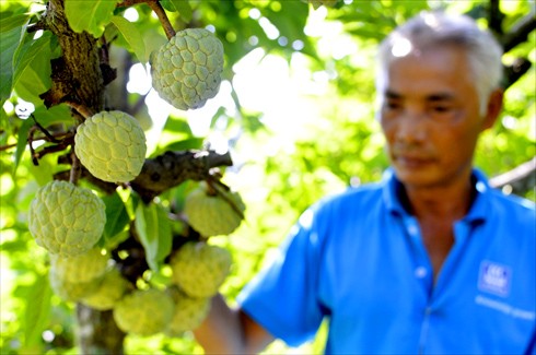 Na ra quả từ thân Đây là “tuyệt chiêu” do những nông dân trồng na của xã Huyền Sơn, huyện Lục Nam (Bắc Giang). Trung tuần tháng 11.2013, một nông dân xóm Khuyên, xã Huyền Sơn (Lục Nam) thử nghiệm cắt cành để cho cây na thấp bớt, tránh gió bão. Sang xuân, cây chỉ chồi lộc ở thân chứ không ra hoa.