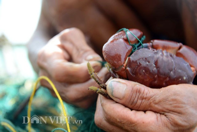 Hà Văn Hai (thôn 8, xã Hạ Long, huyện Vân Đồn) là một thợ  săn cù kỳ có tiếng. Các chủ bè thu mua hải sản luôn sẵn lòng trả giá cao cho những mớ cù kỳ anh bắt được, bởi chúng thường là cù kỳ loại 1, to và chắc thịt.