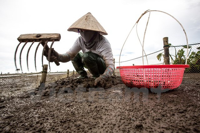  Người cào ngao ở Đồng Châu (huyện Tiền Hải, Thái Bình) thường chọn thời điểm khi thủy triều xuống để bắt đầu công việc, thường từ sáng sớm hoặc xẩm chiều. Lúc này nắng không gay gắt và mát mẻ.