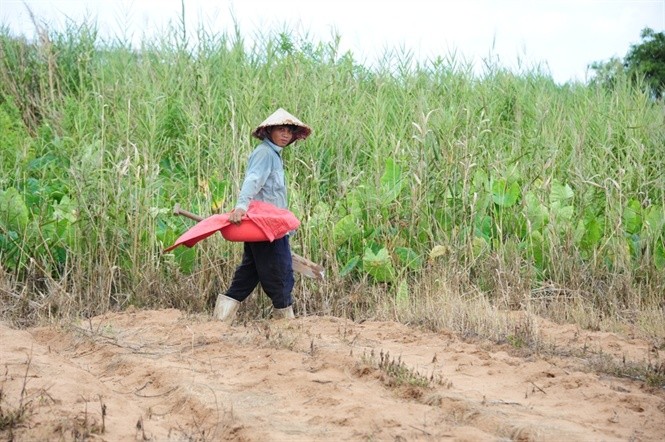  Dế cơm xuất hiện nhiều ở vùng đất Bình Thủy – TP. Cần Thơ ( gần sân bay quốc tế Cần Thơ) từ tháng 4 đến hết tháng 8 âm lịch. Dế cơm thích sống ở vùng đất gò cao, đất pha cát bỏ hoang hoặc nơi trồng các loại khoai, đậu, bắp…