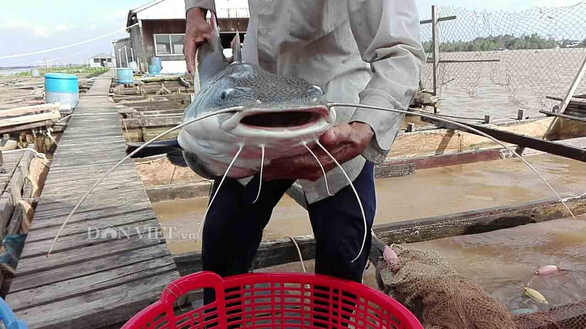 Anh Lý Văn Bon (người dân địa phương thường gọi là Bảy Bon) sống ở Cồn Sơn (khu vực 1, phường Bùi Hữu Nghĩa, TP.Cần Thơ) đang nuôi một loại thuỷ sản vô cùng quý hiếm. Đó là  cá trê đuôi đỏ (hay còn gọi là cá Hồng Vỹ).