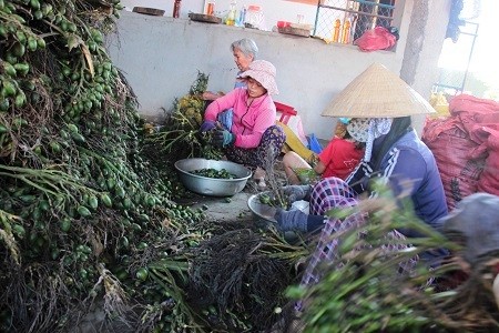 Điều ngạc nhiên, thương lái chỉ chuộng thu mua cau non với giá rất cao khoảng 26.000 đồng/kg. Để tìm hiểu hiện tượng trên, chúng tôi đã trực tiếp đến các lò sấy cau tại huyện An Lão. Ảnh: D.T