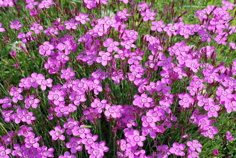  Cẩm chướng đơn mix có tên khoa học là Dianthus deltoides.