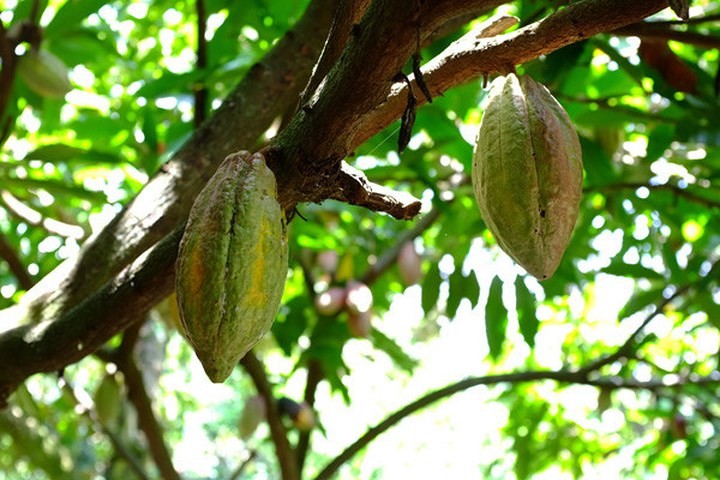  Ca cao tươi đang trở thành "cơn sốt" với người Hà thành vì có thể dầm sữa đá, ăn xong hạt lại có thể đem ủ lên mem, phơi khô rồi rang chín làm bột ca cao pha nước uống… Bên cạnh đó, giá thành của chúng lại khá rẻ chỉ khoảng 30.000 - 40.000 đồng/kg.