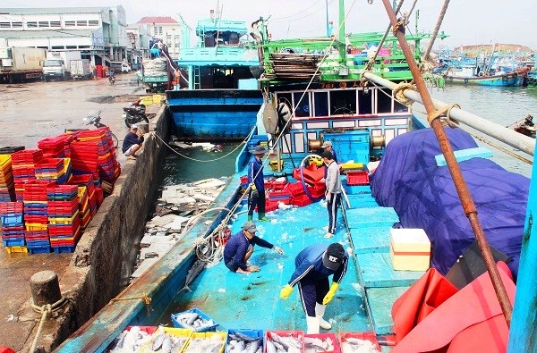 Ngày 2.1, nhiều tàu thuyền đã cập Cảng cá Quy Nhơn (Bình Định) để bán  cá ngừ bò, cá ngừ sọc dưa trong chuyến biển đầu năm.