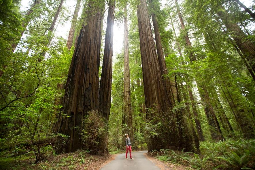 Loài bách hồng sam bờ biển của California có danh pháp khoa học là Sequoia sempervirens, tên thường gọi là  cây gỗ đỏ. Ảnh: National Geographic.