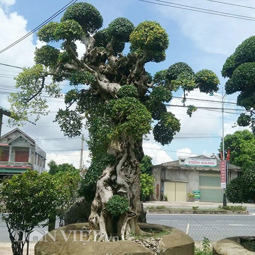 Ông Trai cho biết, hàng chục năm về trước khi phát hiện và tìm mua cây kiểng này về thì cây đã được có dáng, thế khá đẹp và cổ thụ. "Để đào và vận chuyển cây được về vườn, tôi đã tốn rất nhiều công sức, tiền bạc cũng như thời gian. Ban đầu đưa về cây chưa thành hình, các bông tán còn rất lộn xộn, sau nhiều năm chăm sóc, sửa, tạo thêm tán, thế giờ cây đã hoàn chỉnh như một tác phẩm nghệ thuật hiếm có" - ông Trai tiết lộ.