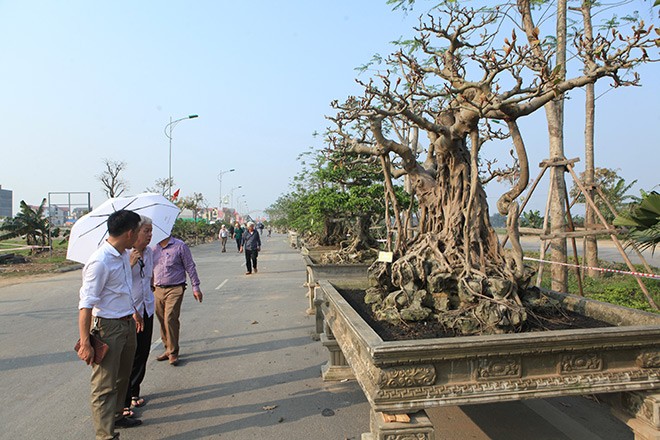  Cây đa cổ thụ của ông Nguyễn Văn Lộc (Thanh Trì) vừa xuất hiện ở Triển lãm Sinh Vật Cảnh huyện Quốc Oai (Hà Nội) đã thu hút những người yêu cây cảnh và giới chơi cây. Nhiều người đánh giá đây là tác phẩm hiếm gặp.