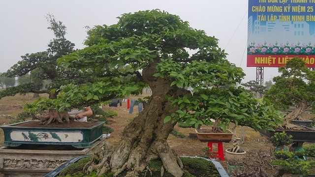 "Cây kiểng của tôi có dáng siêu, bộ bệ lớn và tay cành rất côn và cây cao hơn 1m, hiện gia đình đã đang đưa ra giá xuất vườn chính thức cho khách là 350 triệu đồng" - anh Toản nói.