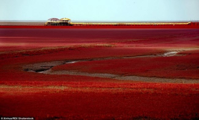  Bãi biển Đỏ (Red Beach) nằm ở thành phố Bàn Cẩm thuộc tỉnh Liêu Ninh, Trung Quốc, thực tế không hề có cát.