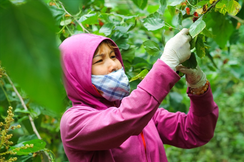 Chị Tạ Thị Tâm (46 tuổi), người  trồng dâu cho hay: “Chăm sóc dâu từ lúc dâu còn nhỏ đã khó, phải thường xuyên chăm bón, những lúc thời tiết thất thường sương muối, phải tưới nước để rửa sạch sương muối đi. Nếu không chăm sóc cẩn thận trái dâu dễ mất mùa, đã thế việc hái dâu lại càng khó hơn khi phải nâng niu những thành quả sau bao ngày mình vất vả chăm bón, vì thế hái không đều tay thì sẽ bị nát quả dâu.