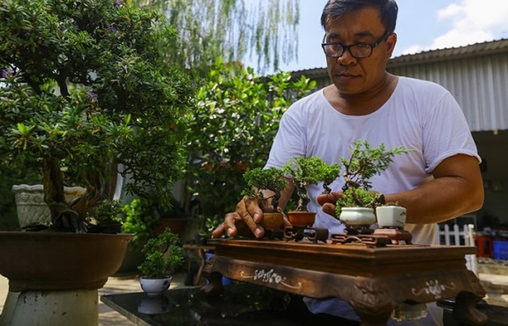 Từ năm 15 tuổi, anh Lâm Ngọc Vinh (48 tuổi, huyện Hóc Môn, TP HCM) biết đến  bonsai siêu nhỏ khi đọc báo thấy ở Hoàng gia Nhật Bản có trồng bốn cây. Nghĩ mình có thể làm được, anh mày mò tìm hiểu và tự trồng theo cách của riêng mình. (Ảnh: Vnexpress)