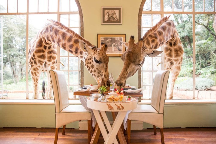 Giraffe Manor, Nairobi, Kenya.  Khách sạn nhỏ này là nơi có đàn hươu cao cổ thường xuyên thò cổ qua cửa sổ để tìm kiếm các món ăn của du khách.