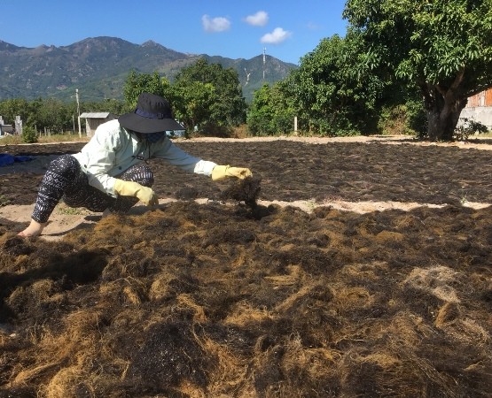 Các hộ nhặt  rau câu chỉ ở đây cho hay, loại rau câu chỉ này có từ trước Tết nhưng số lượng ít. Kể từ sau Tết, người dân bất ngờ thấy rong mọc nhiều hơn nên đã hối hả đi săn loại đặc sản này. Người ít nhất thu hoạch từ 50 – 80kg khô và người nhiều nhất hơn cả tạ.