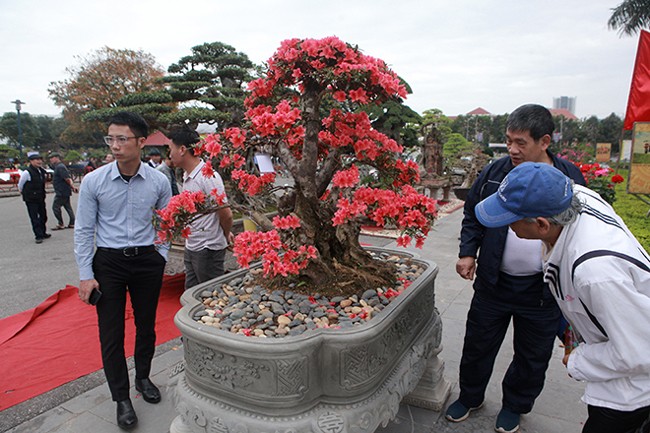 Tại triển lãm cây cảnh tỉnh Bắc Ninh,  cây đỗ quyên cổ thụ, hoa nở đỏ rực thu hút sự chú ý của du khách, giới chơi cây. Anh Thành, thị trấn Sa Pa (Lào Cai), chủ nhân của cây đỗ quyên cho biết, đây là cây đỗ quyên đẹp nhất trong vườn cây đỗ quyên của anh mang xuống triển lãm tại Bắc Ninh. Hiện tại, trên Lào Cai, anh có khoảng 300 cây, toàn cây có tuổi đời lâu năm.