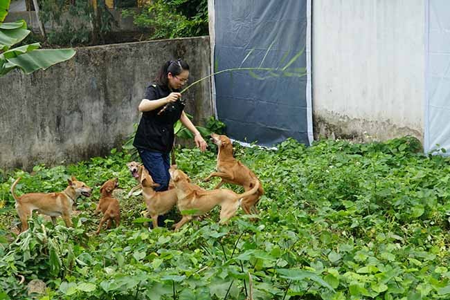 Ngoài là một dược sĩ, chị Lê Thị Hà (SN 1988) còn sở hữu một  trang trại nuôi chó Phú Quốc khoảng 100 cá thể tại ngoại thành Hà Nội có giá trị lên đến hơn tỷ đồng.