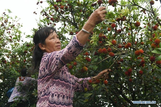 Những vùng trồng nhiều thanh mai ở Trung Quốc nằm tại các tỉnh Quảng Đông, Phúc Kiến, Chiết Giang hay Quý Châu. Trong ảnh là người phụ nữ ở huyện Dong Giang, tỉnh Quý Châu đang thu hoạch thanh mai trong vườn.