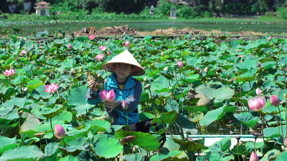 Mới đây, trên nhiều hội nhóm về du lịch,  mùa sen muộn Ninh Bình tiếp tục là câu chuyện được nhiều người quan tâm.