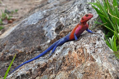   Thằn lằn Agama đầu đỏ là một trong số những loài bò sát đẹp nhất hành tinh. Với chiều dài từ 35 đến 38 cm, Agama chủ yếu sống ở châu Phi. Màu sắc trên khuôn mặt và cơ thể của một con Agama đực trở nên rực rỡ vào thời điểm nóng nhất trong ngày. Sự tương phản giữa khuôn mặt màu đỏ và cơ thể xanh khiến con vật trở nên nổi tiếng với tên gọi “thằn lằn siêu nhân”.  