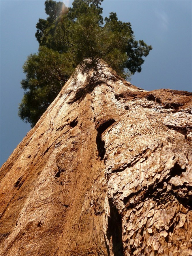 16. Cây Sequoia: Cây Sequoia là loài thuộc họ thông, hay tùng bách. Chúng có thể chiều cao cực đại lên tới 120m và đường kính 8m. Tuổi thọ của loài này khoảng 4000 năm.  