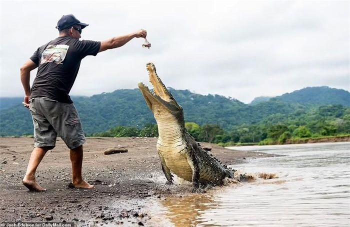 Bộ ảnh của nhiếp ảnh gia Josh Edelson đã ghi lại nhiều khoảnh khắc thú vị mà Guido trải qua khi hành nghề hướng dẫn viên. Guido là hướng dẫn viên tour du thuyền dọc sông Tarcoles (Costa Rica). Khi tham gia tour, du khách sẽ được chứng kiến Guido thể hiện màn tay không cho cá sấu ăn. 