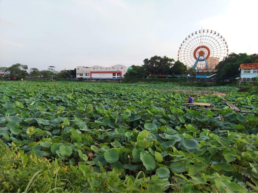 Các đầm sen của Hà Nội đang vào mùa nở đẹp nhưng do dịch bệnh COVID-19 nên không có người đến chụp ảnh như mọi năm.